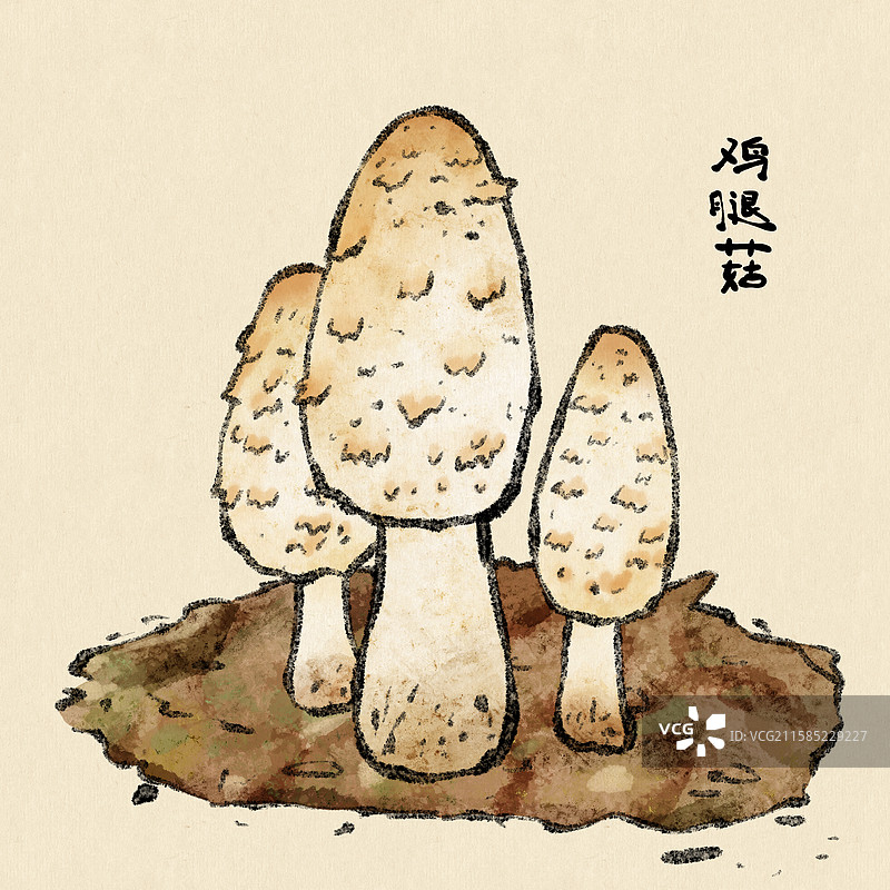 野生菌子-鸡腿菇图片素材