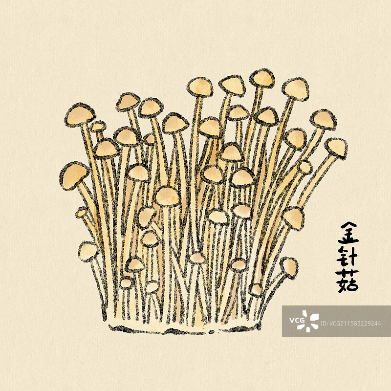 菌子-金针菇图片素材