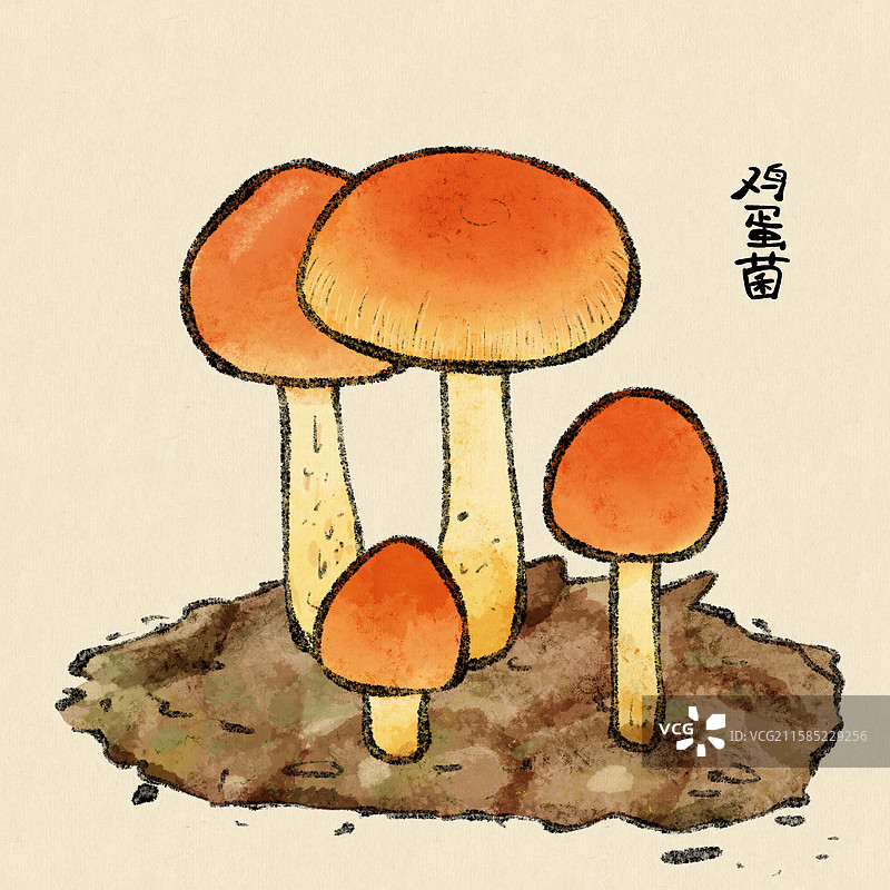 野生菌子-鸡蛋菌图片素材