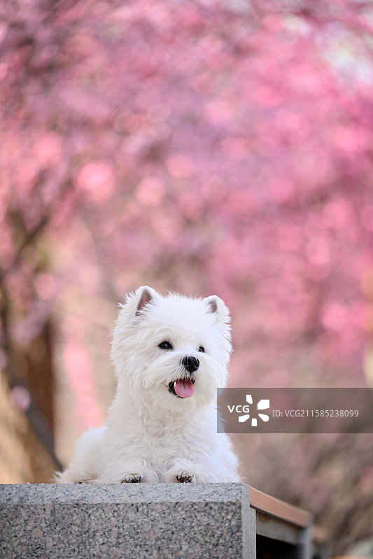 花海里的西高地白梗犬图片素材