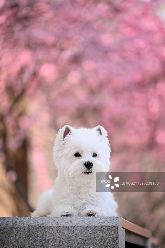 花海里的西高地白梗犬图片素材
