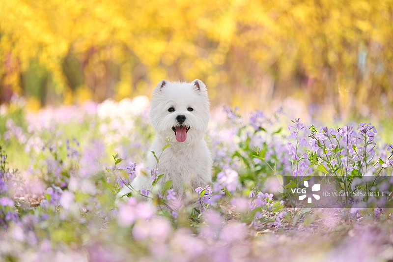花海里的西高地白梗犬图片素材