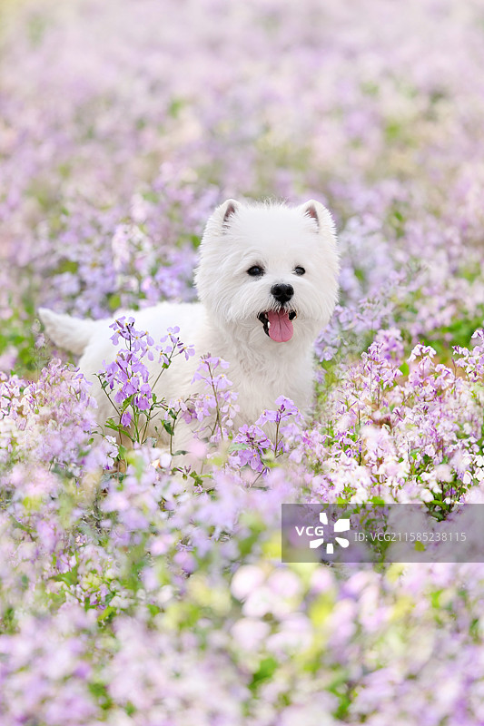 花海里的西高地白梗犬图片素材