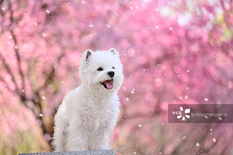 花海里的西高地白梗犬图片素材