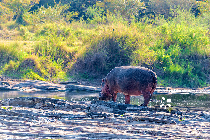 非洲肯尼亚马赛马拉马拉河的河马图片素材