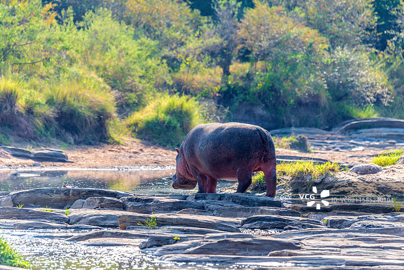 非洲肯尼亚马赛马拉马拉河的河马图片素材