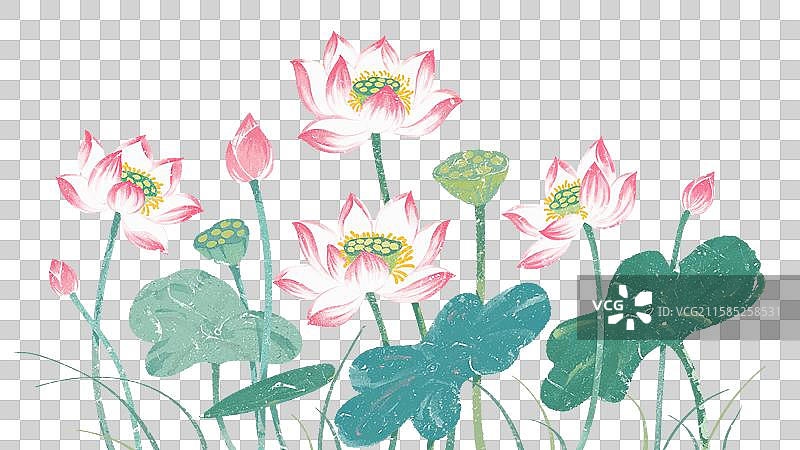 夏日荷花图片素材