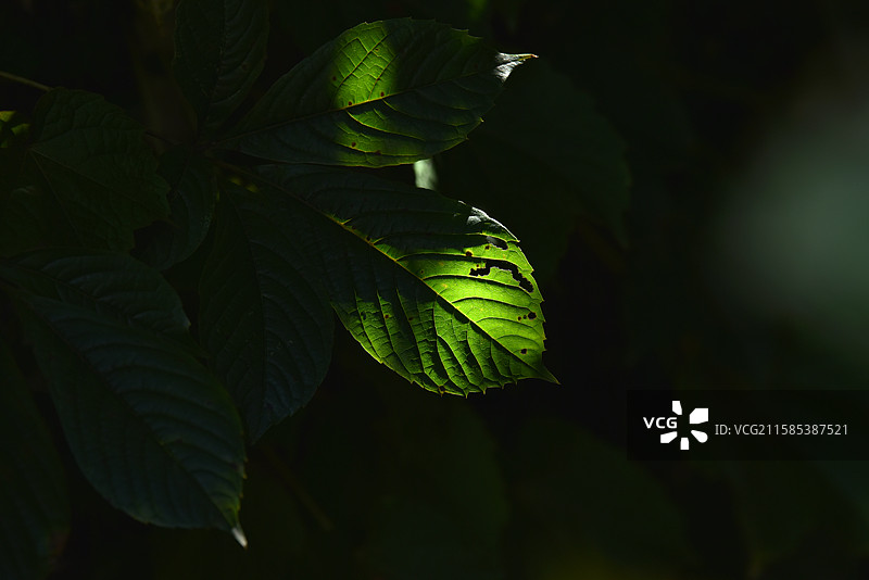 夏天绿色的叶子图片素材