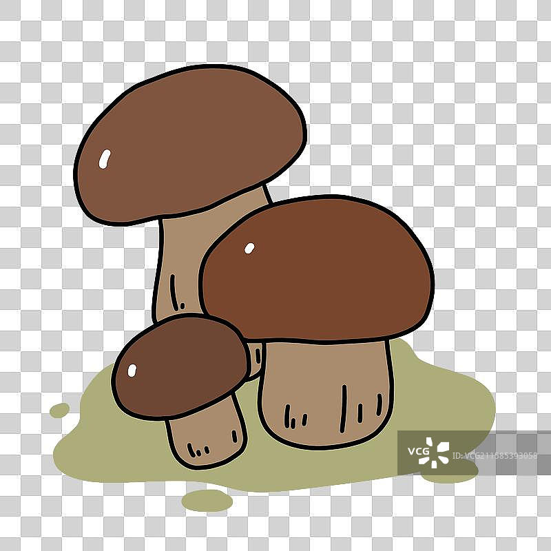 蘑菇插画-黑牛肝菌图片素材