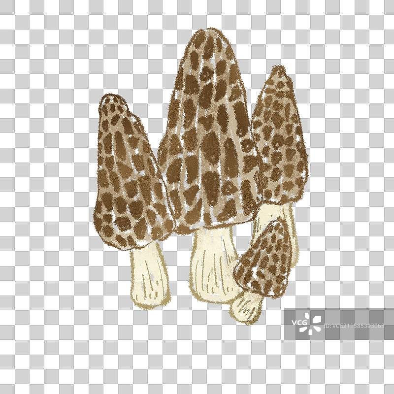 蘑菇插画-羊肚菌图片素材