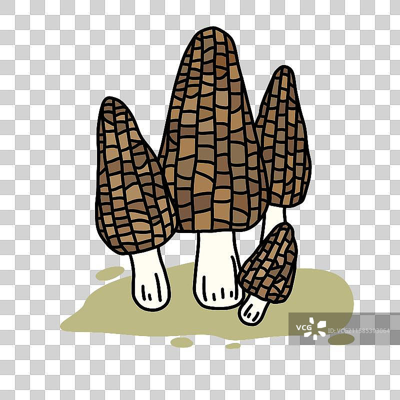 蘑菇插画-羊肚菌图片素材