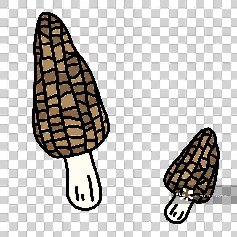 蘑菇插画-羊肚菌图片素材