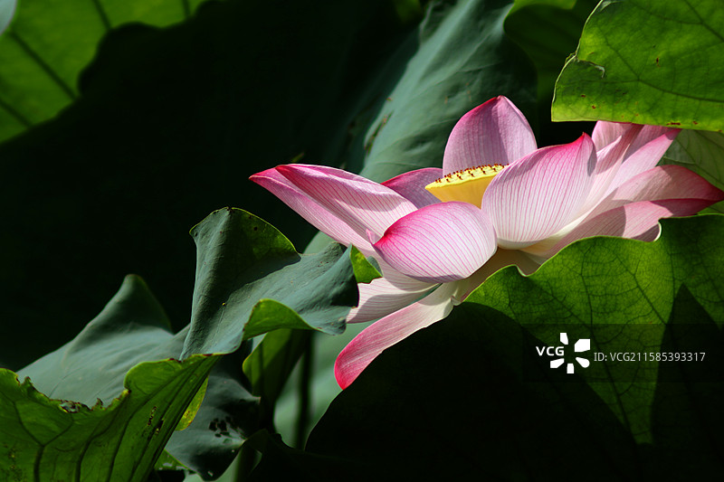 粉荷映日翠盘间图片素材