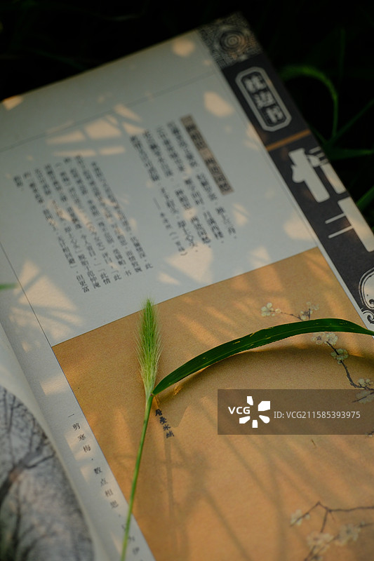 草丛里的书。狗尾巴草。紫薇花图片素材