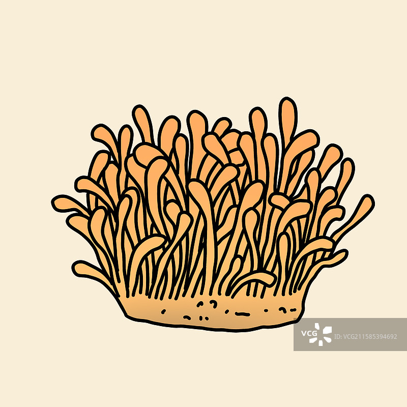 蘑菇插画-虫草花图片素材