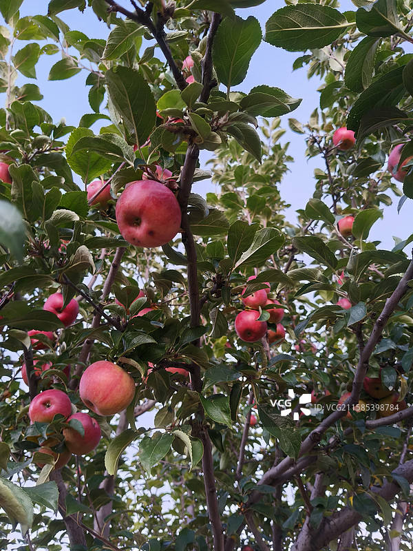 树上的果子图片素材