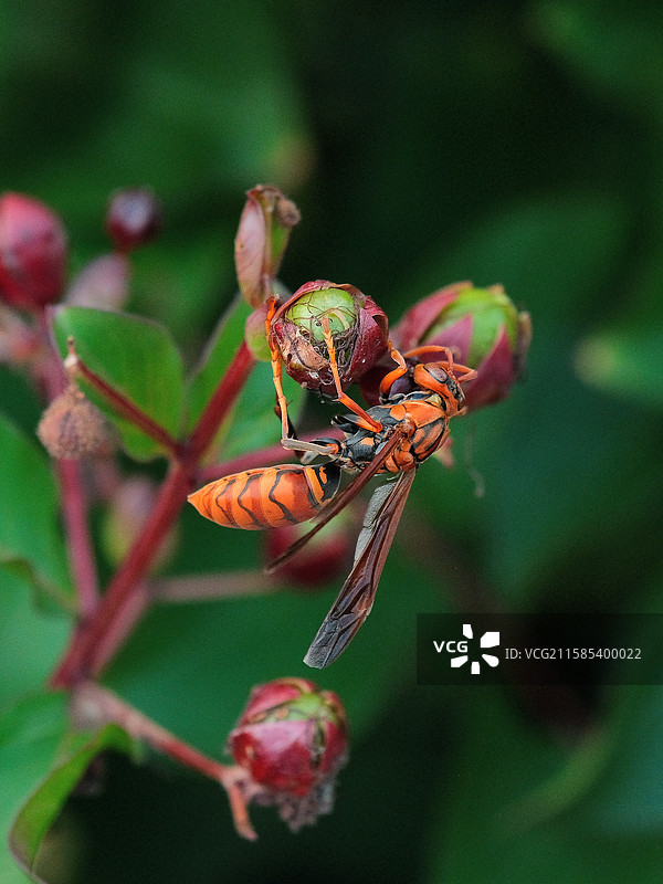 大黄蜂图片素材
