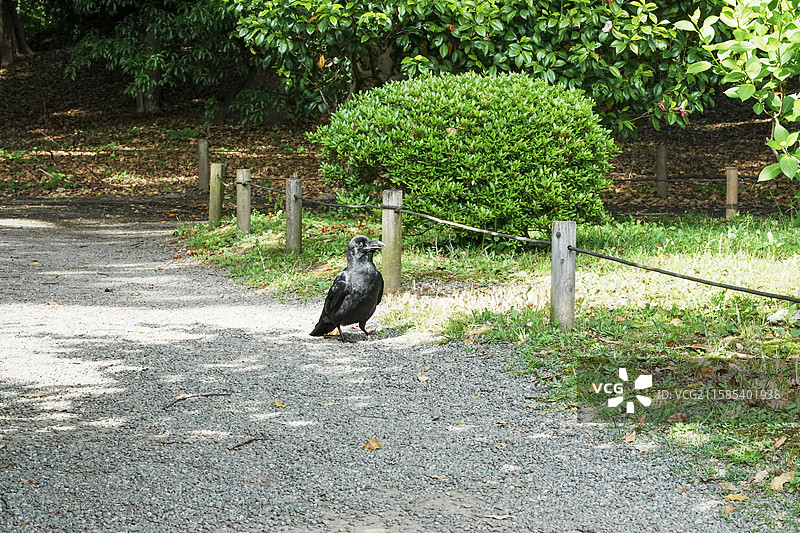 日本乌鸦图片素材