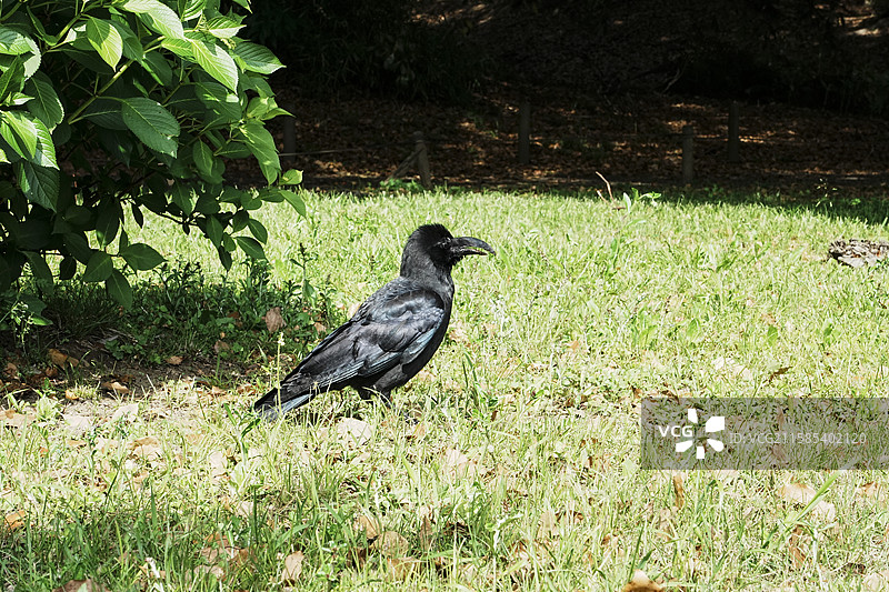 日本乌鸦图片素材