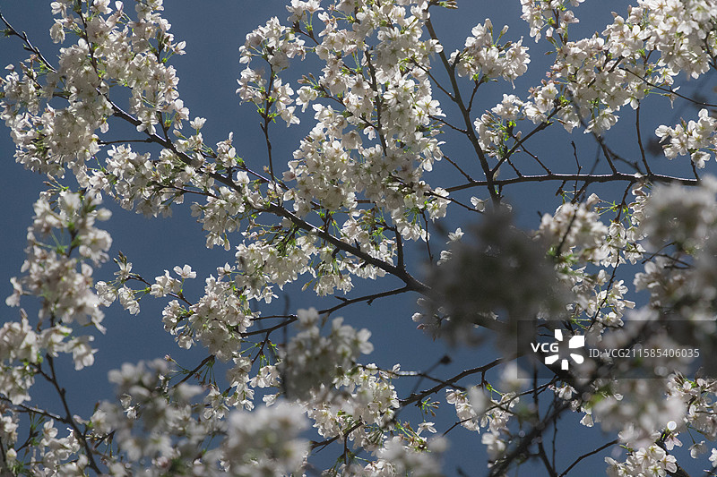 武汉大学夜晚的白色樱花特写图片素材