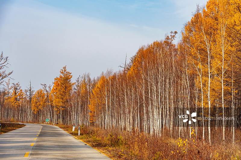 深秋时节蓝天白云下的大兴安岭泛黄落叶松风光图片素材