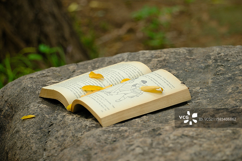 立秋秋天黄叶落叶石头蚂蚁。书。英文书。高清背景设计素材图片素材