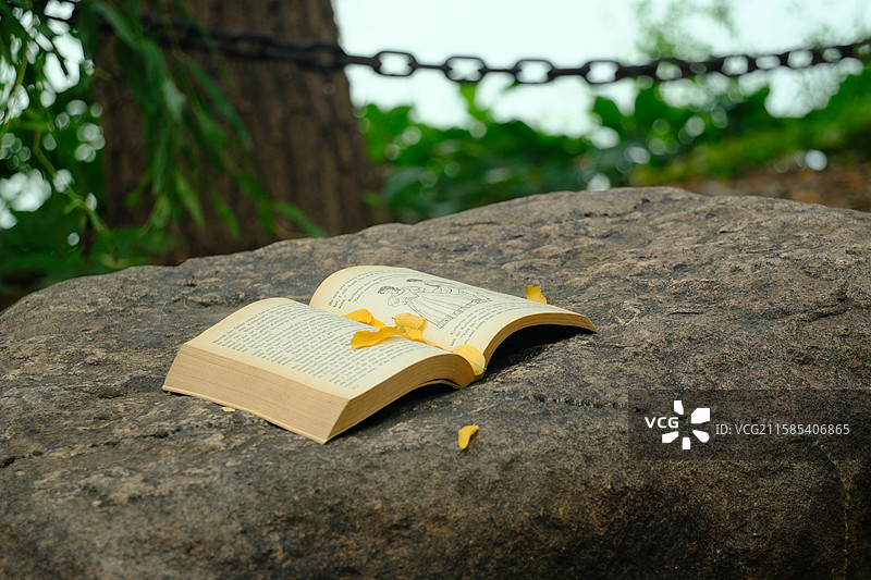 立秋秋天黄叶落叶石头蚂蚁。书。英文书。高清背景设计素材图片素材