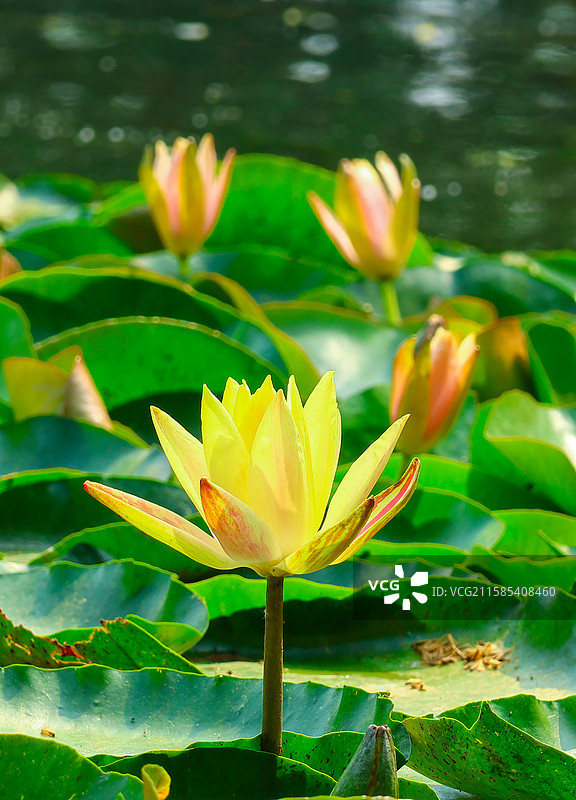 杭州西湖涌金门、柳浪闻莺图片素材