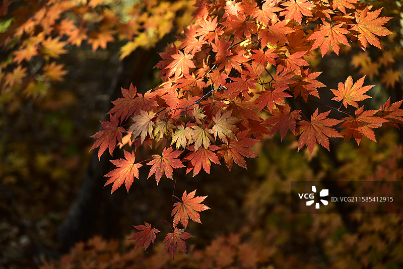 辽宁省本溪市五女山景区秋天枫叶红叶秋景图片素材