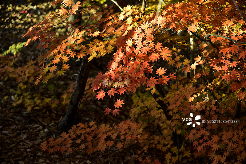 辽宁省本溪市五女山景区秋天枫叶红叶秋景图片素材