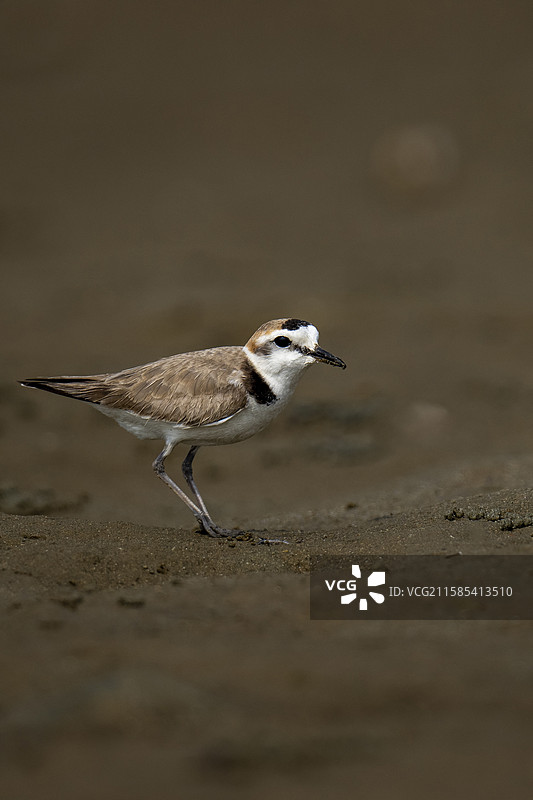 沙滩上的白脸鸻图片素材