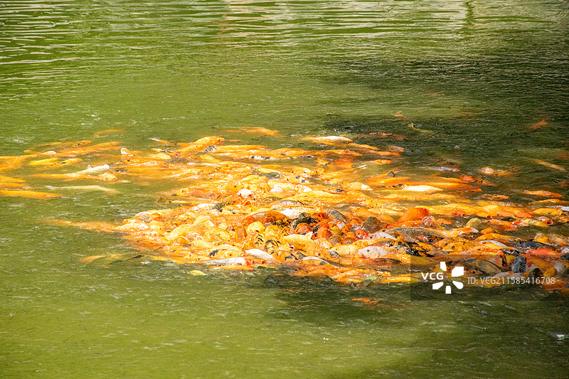 福州国家森林公园 福州植物园 锦鲤图片素材