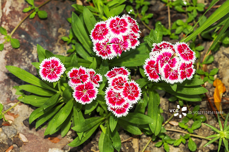 须苞石竹图片素材