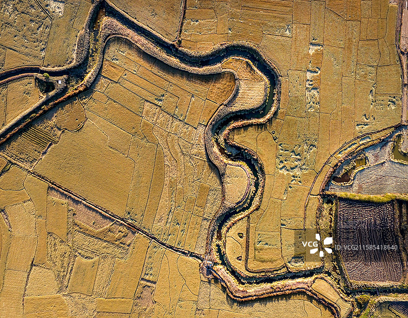 水稻丰收图片素材