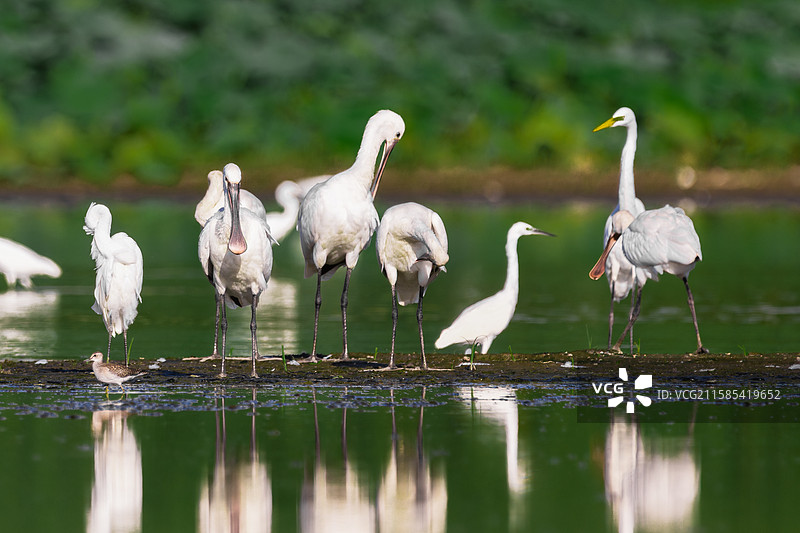 白脸琵鹭图片素材