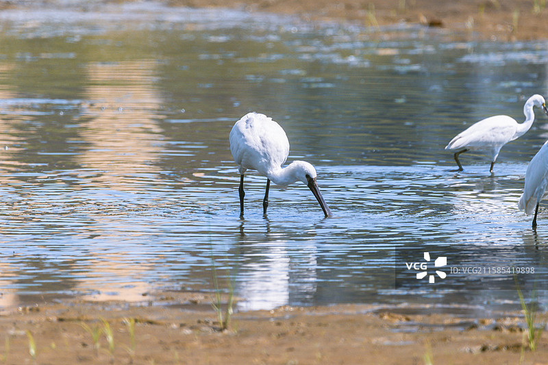白脸琵鹭图片素材