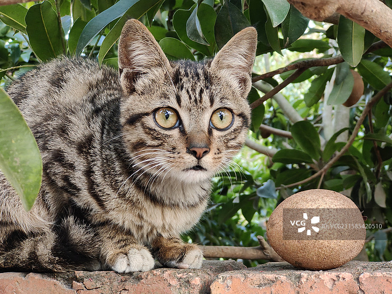狸花猫图片素材