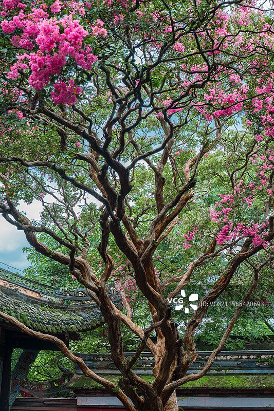 都江堰伏龙观紫薇图片素材