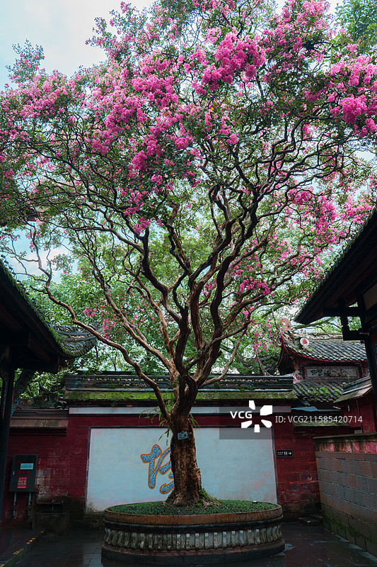 都江堰伏龙观紫薇图片素材