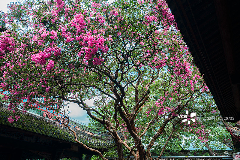 都江堰伏龙观紫薇图片素材