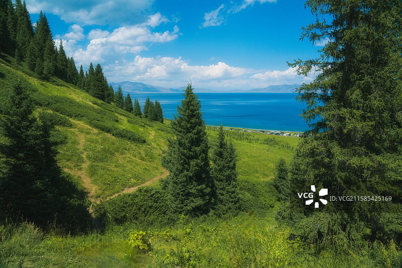 赛里木湖晴天松树湖泊风景图片素材