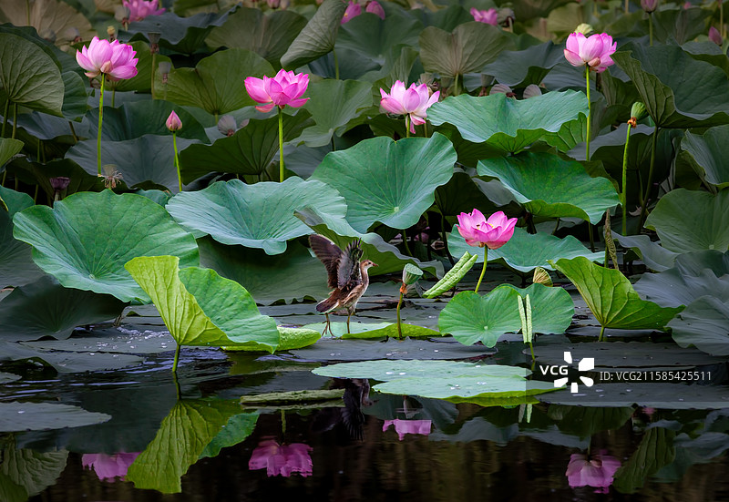 荷塘里有一只挥动翅膀的黑水鸡图片素材