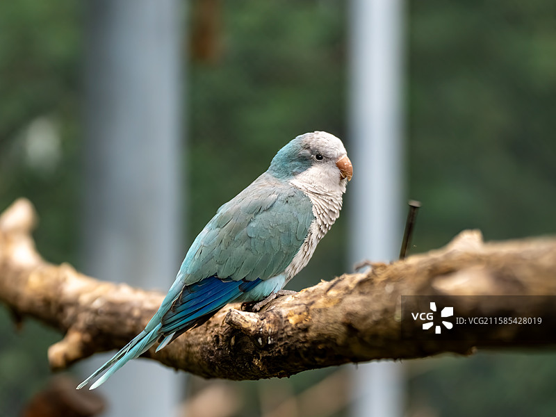 和尚鹦鹉图片素材