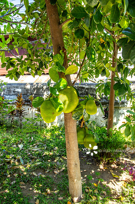 有多颗果树的波罗蜜树干图片素材