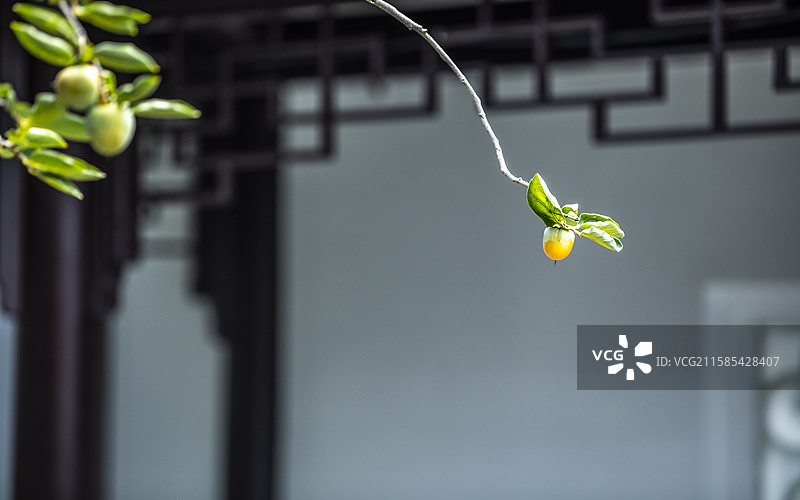 庭院里的柿子图片素材