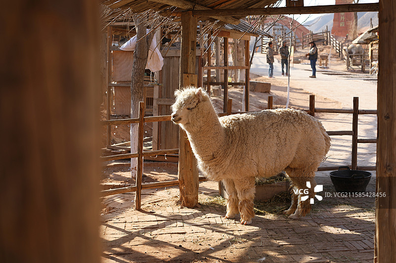 羊驼图片素材