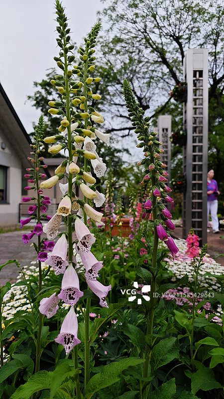大阪住吉公园是 1873 年开放的古老公园，有历史遗迹，四季花草繁茂，兼具休闲与文化氛围图片素材