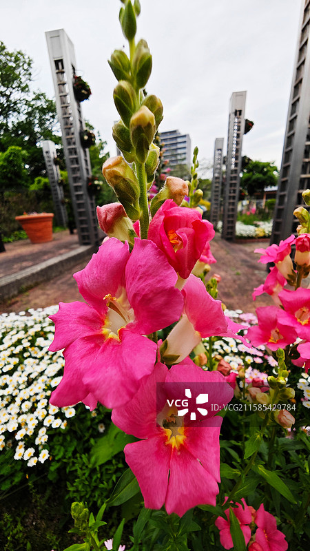 大阪住吉公园是 1873 年开放的古老公园，有历史遗迹，四季花草繁茂，兼具休闲与文化氛围图片素材