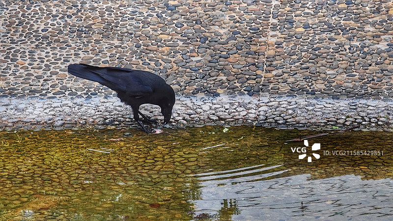大阪住吉公园是 1873 年开放的古老公园，有历史遗迹，四季花草繁茂，兼具休闲与文化氛围图片素材