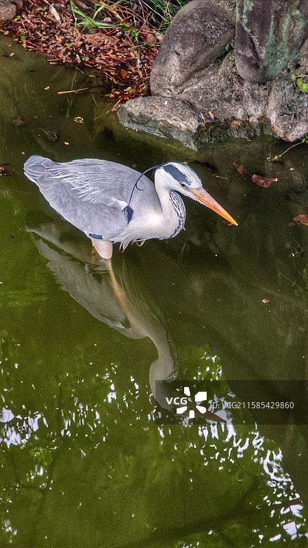 大阪住吉公园是 1873 年开放的古老公园，有历史遗迹，四季花草繁茂，兼具休闲与文化氛围图片素材